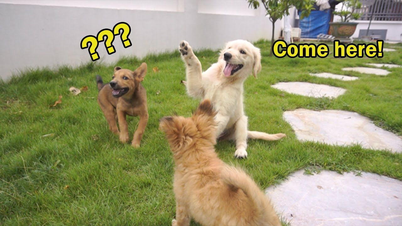 Golden Retriever and Friends Go Wild in the Backyard – So Cute! - YouTube