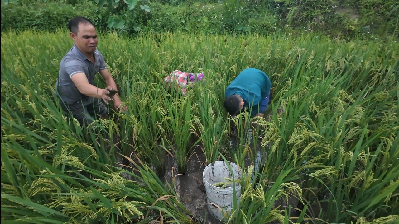 Tháo ruộng bắt cá chép về làm món pịa cá tiếp cháu gái mới ra mắt. Tài Hà Giang
