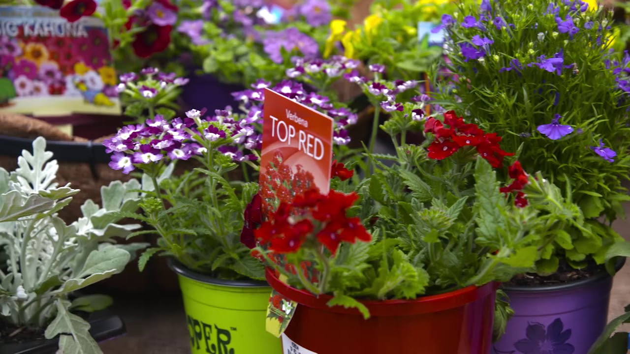 The Garden Gurus - Hanging Baskets 