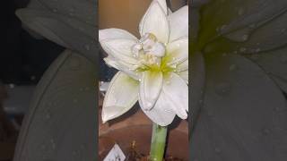 Amarlily Polar bella#thiruvallur#terracegardenindia#love#imported#exoticplants#night#