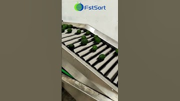 Avocado processing plant,avocado sorting machine,fstsort fruit washing drying grading packaging line