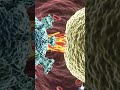 Viruses Explained in the Simplest Way🦠