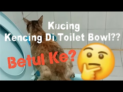 Video: Kristal Dalam Air Kencing Di Kucing