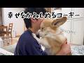 やっと抱きしめてもらえた末っ子コーギーの顔が幸せそうでした🥹