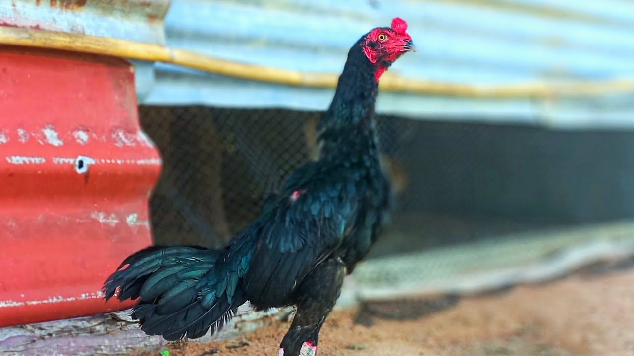 เยียร์ รามัญพูดไปเรื่อย