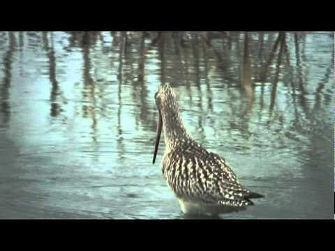 Bar-tailed Godwit オオソリハシシギ - YouTube