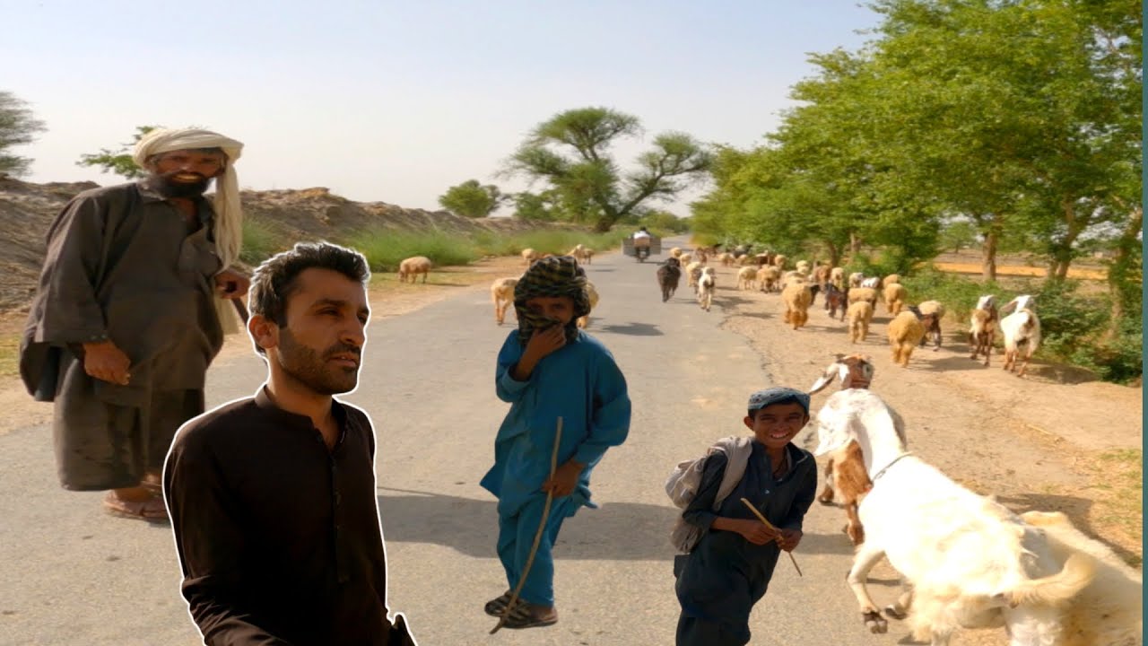 Poor people from mountains traveling in DG khan village with their sheeps