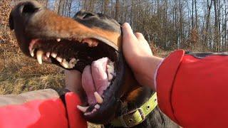 Vollgas mit Dobermann Jeff - Auslastung mit dem guten E Bike