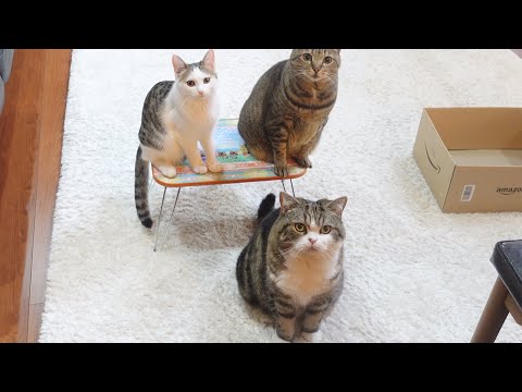 騙されるねこと、騙されないねこ。-Tricked cat and not tricked cat.-