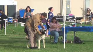 2023 AKC Anatolian Shepherd Napa Club