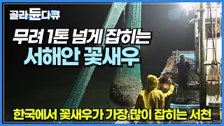 밤잠 설치며 잡은 새우의 양이 무려 평균 1톤,건지는 그물마다 만선!│여름 서천바다의 꽃으로 불리는 꽃새우│하루에 1,000 상자가 거래 되는 서천 꽃새우│한국기행│#골라듄다큐