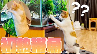 生まれて始めて熱帯魚を見つけてしまった子猫と水槽にしがみつくロビン