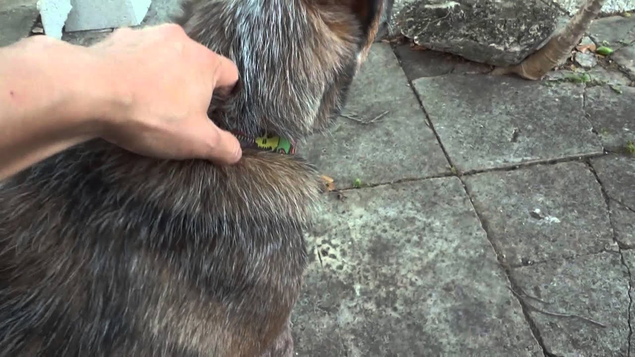 dog throwing up green