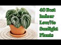 40 Best Indoor Plants that Need low Sunlight | 40 Best Low Light Indoor Plants |Plant and Planting