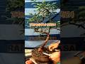 bonsai tamarindus indica || ranting rasa #shorts