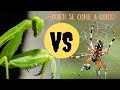 ¿Le gana una mantis a una araña o a un gusano quemador?