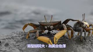 螃蟹生態知識王系列 - 6.【萬歳大眼蟹】