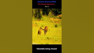 Animals Messed With The Wrong Opponent ! part4