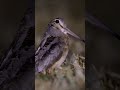 American Woodcock Shorts Short Shortvideo mp3