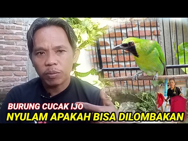 Cucak ijo netes bulu halus bisakah dilombakan ll Cucak ijo lepas bulu sayap class=