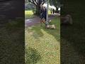 9236. Casual walk with Nala dog &amp; handler distractions people sniffs birds Esplanade 15 June 2026 MM