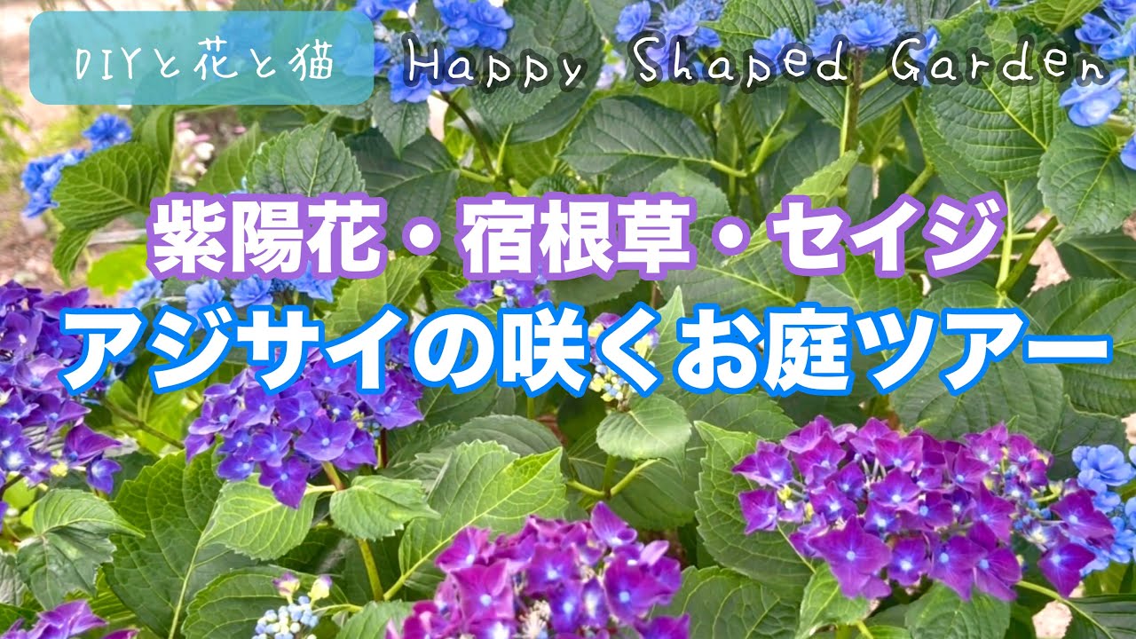 4K】【園芸・ガーデニング】アジサイの咲くお庭ツアー（紫陽花・宿根草