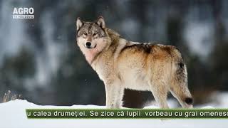 Tradiții Și Superstiții De Sfântul Andrei Agro Tv News