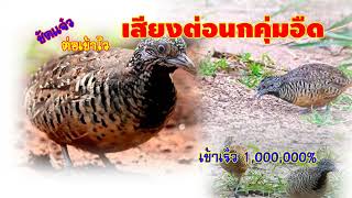 เสียงนกคุ่มอืด  2022 ชัดแจ๋วต่อเข้าไว 1,000,000% screenshot 2