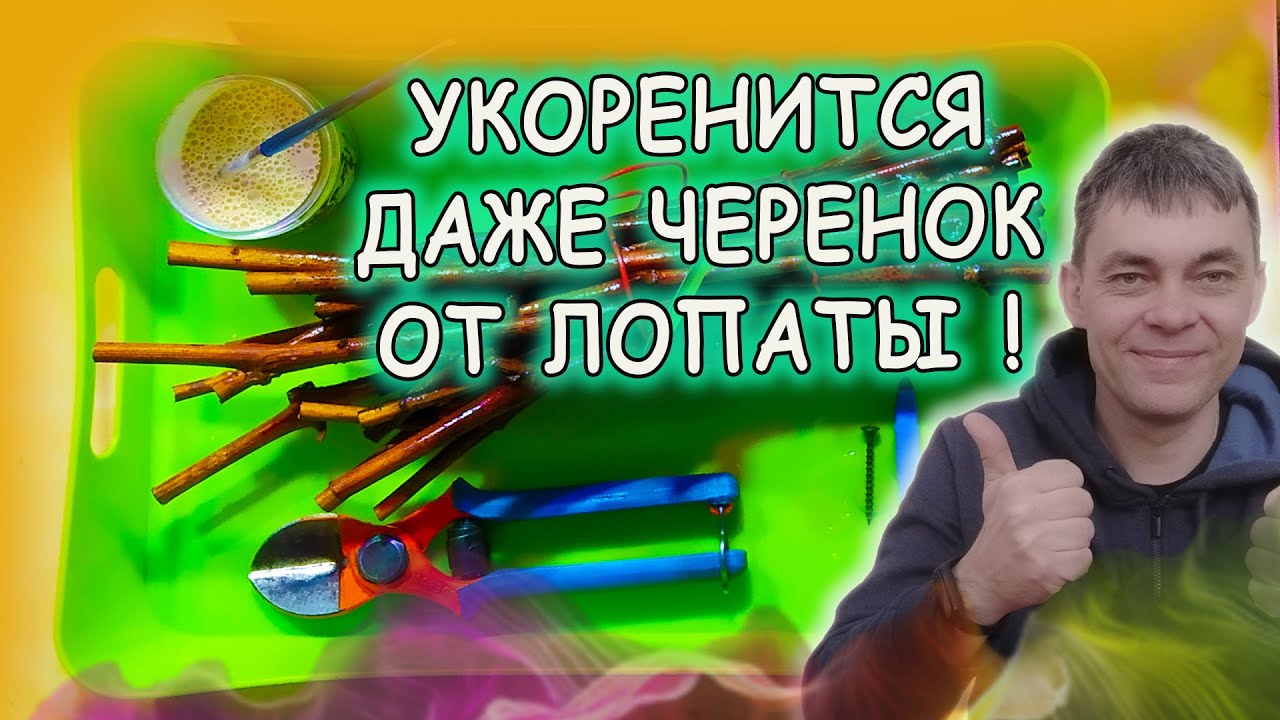 Черенки калины укоренить