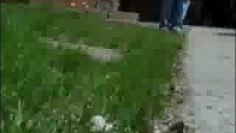 R/C Car - Onboard Video - Run # 001