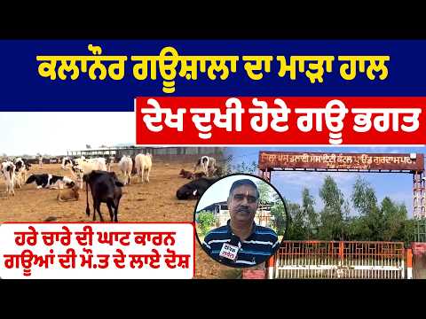 ਕਲਾਨੌਰ ਗਊਸ਼ਾਲਾ ਦਾ ਮਾੜਾ ਹਾਲ ਦੇਖ ਦੁਖੀ ਹੋਏ ਗਊ ਭਗਤ, ਹਰੇ ਚਾਰੇ ਦੀ ਘਾਟ ਕਾਰਨ ਗਊਆਂ ਦੀ ਮੌ.ਤ ਦੇ ਲਾਏ ਦੋਸ਼