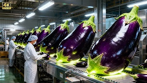 Inside a Modern Eggplant Factory: From Farm-Fresh Harvest to Premium Products (Full Process)