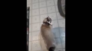 Lacey Cat Rushes In For Her Nip Fix Fam The Legend Girl Cat