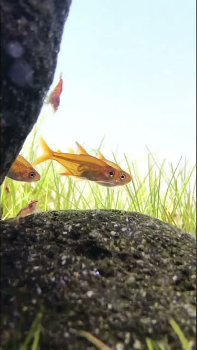 Iwagumi Aquascape with Relaxation Music #aquascape #aquarium #fish #shorts #viral
