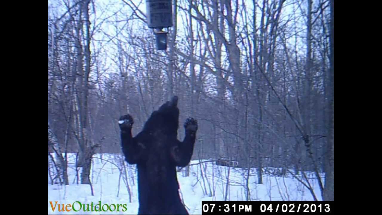 Black Bear Taking Down Moultrie Feeder Youtube