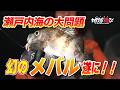 【春の風物詩】メバルが幻に!?遂に結論。【412】