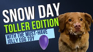Nova Scotia Duck Tolling Retriever Puppy Playing in the Snow - Toller Must-Have Toys by A Duck Toller Named Sable 772 views 2 years ago 1 minute, 18 seconds