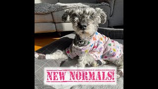 New Normals Update!