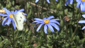 Butterflies Aerodynamics