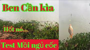MỒI NGỦ CỐC ĐẶC TRỊ CÁ CHÉP ĐÃ TEST THỬ HIỆU QUẢ VÀ VỊ DIỆU  - ĐAM MÊ CÂU CÁ