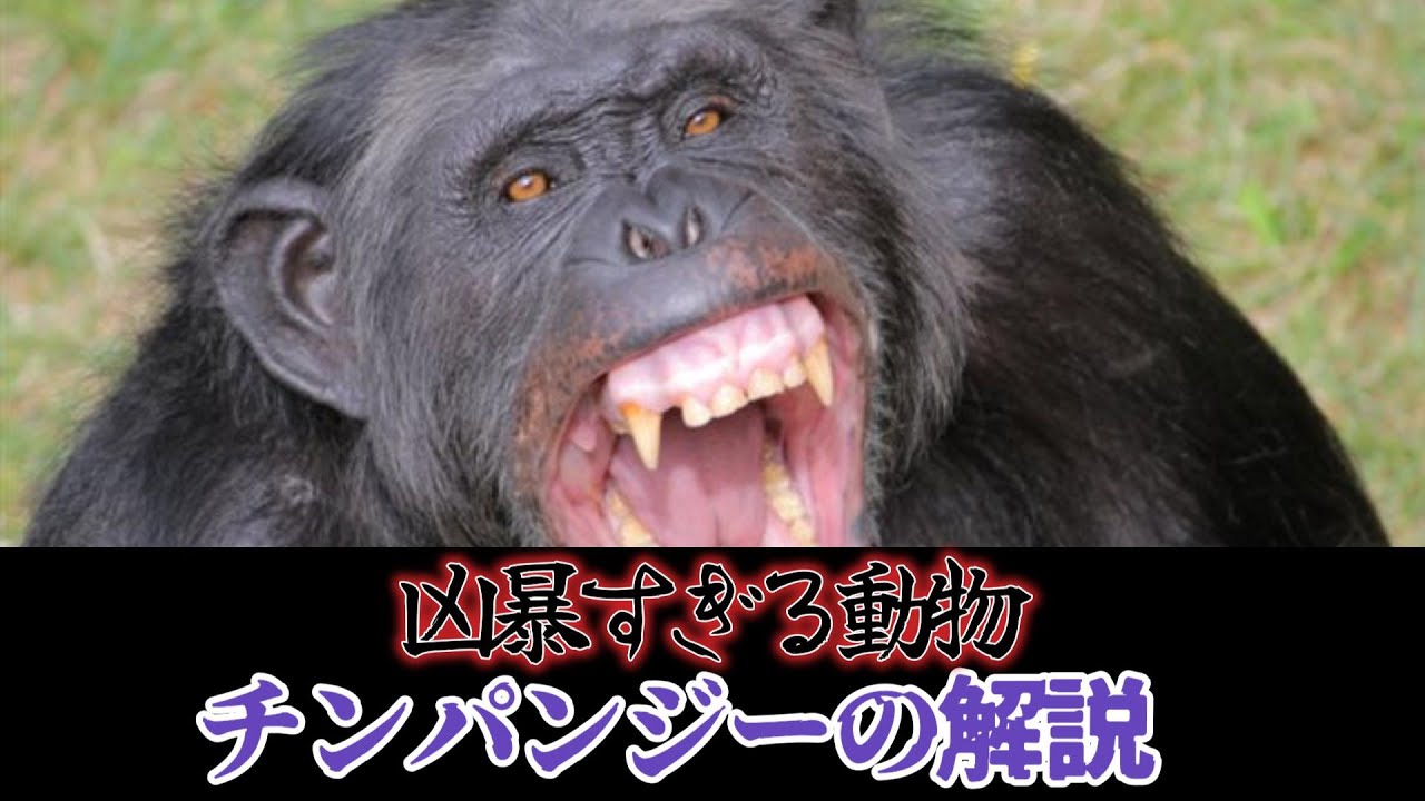 凶暴すぎる動物 チンパンジーの解説 - YouTube
