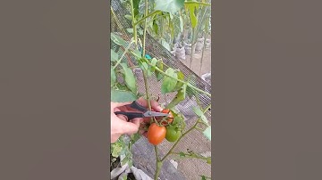 Petik - Petik Buah Tomat Keseluruhan Panen Pertama #perkebunan #garden #panen #tomat