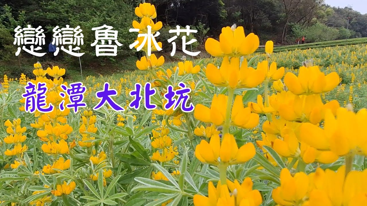 龍潭大北坑．戀戀魯冰花【2025春.TW旅遊趣】