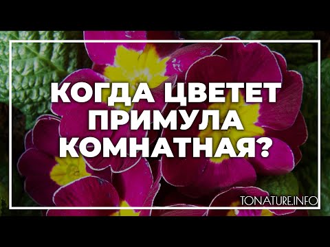 Когда цветет примула комнатная? | toNature.Info