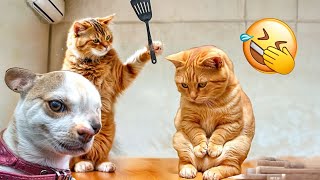 When God sends you a funny cat and dogFunniest cat and dog ever# 6