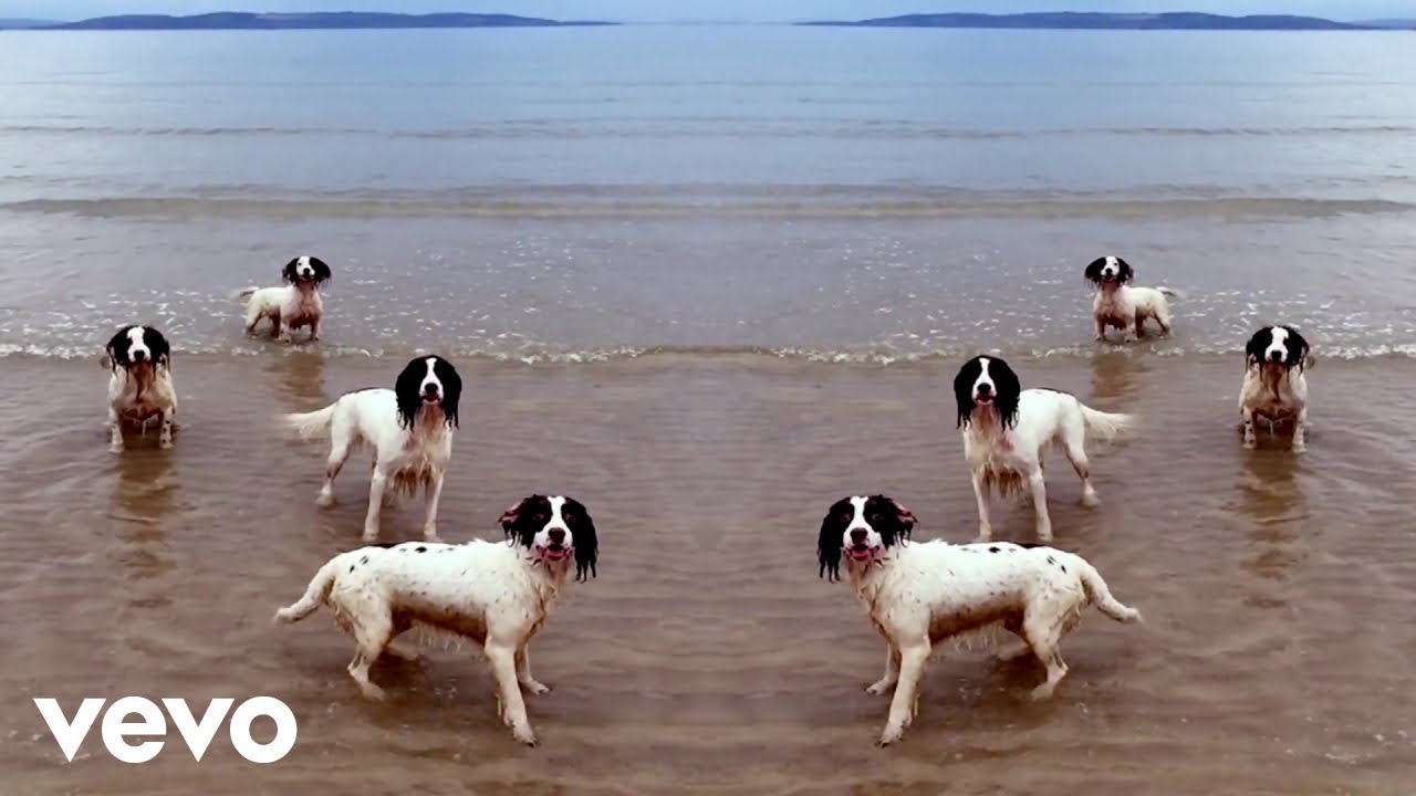 Tilda Swinton's dogs romp
