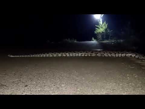 Giant python crossing the road