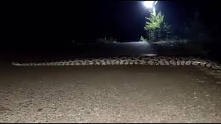 Celebrity Giant python crossing the road Profile