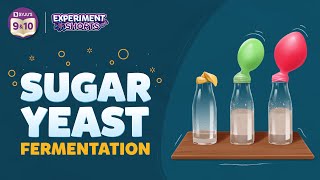Sugar Yeast Fermentation |  #ExperimentShorts