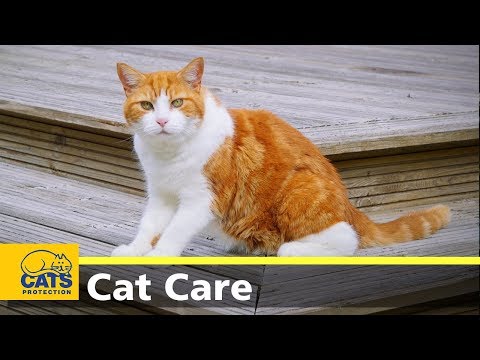 Video: Katvriendelijke planten voor tuinen - Hoe maak je veilige tuinen voor katten